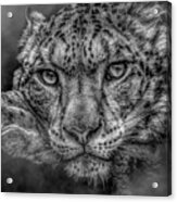 Snow Leopard In The Fog Acrylic Print