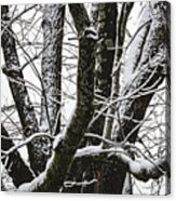Snow On Trees Acrylic Print