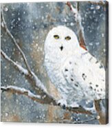 Snow Owl - Canada Acrylic Print