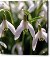 Snowdrops Acrylic Print