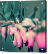 Snowflake On Winter Heath Flower Acrylic Print