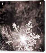 Snowflake Sparkle Acrylic Print