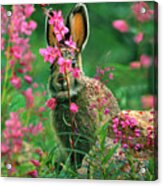 Snowshoe Acrylic Print