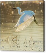 Snowy Egret 4657-011520-2 Acrylic Print