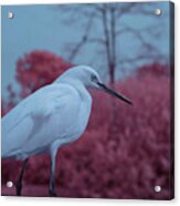 Snowy Egret In Infrared Acrylic Print