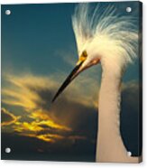 Snowy Egret Portrait And Sunset Acrylic Print
