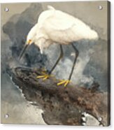 Snowy Egret Watercolor Acrylic Print