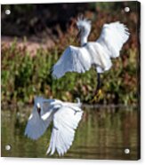 Snowy Egrets 7002-052721-2 Acrylic Print