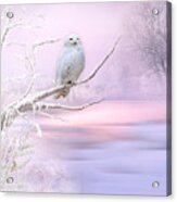 Snowy Owl In Winter Acrylic Print