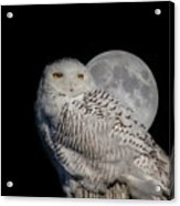 Snowy Owl On The Moon Acrylic Print