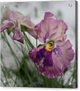 Snowy Pansies Acrylic Print