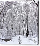 Snowy Path In Urbana Acrylic Print