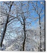 Snowy Trees And Blue Sky Acrylic Print