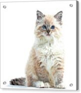 So Adorable And Cute, Ragdoll Cat Acrylic Print