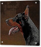 So Cute But Savage, Dobermann Pinscher Dog Acrylic Print