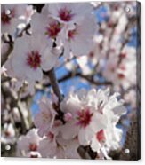 Soft Pink Almond Blossoms, Spring Awakening Acrylic Print
