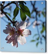 Soft Pink Petals And Almond Blossom In Spain Acrylic Print
