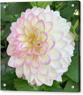 Soft Pink, Yellow And White Dahlia Bloom Acrylic Print