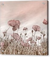 Soft Poppies In The Early Summer Acrylic Print