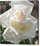 Soft White Rose Bloom Acrylic Print