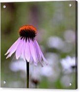 Solitary Coneflower Acrylic Print