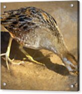 Sora Rail Acrylic Print