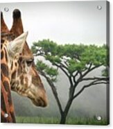 South African Giraffe Acrylic Print