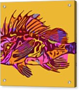 South Australian Cobbler Fish Acrylic Print