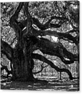 Southern Angel Oak Tree Acrylic Print