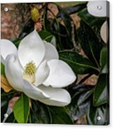 Southern Magnolia Flower Acrylic Print