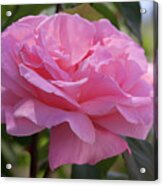 Spanish Pink Rose Acrylic Print