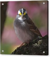 Sparrow In Spring Acrylic Print