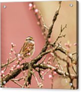 Sparrow In The Garden Acrylic Print