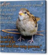 Sparrow Scripture Matthew 10 Acrylic Print