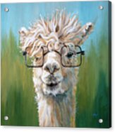 Specs Appeal - Alpaca Painting Acrylic Print