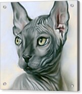 Sphynx Cat Portrait Gray Acrylic Print