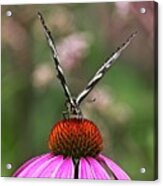 Spicebush Swallowtail Butterfly 2 On Echinacae Acrylic Print