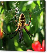 Spider Feast Acrylic Print