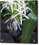 Spider Lily Acrylic Print