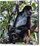 Spider Monkey, Belize Jungle Acrylic Print