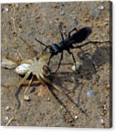 Spider Wasp And Prey Acrylic Print