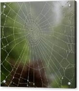 Spider Web With Dew Acrylic Print