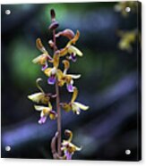 Spiked Crested Coralroot Acrylic Print