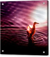 Spirit Duck Acrylic Print