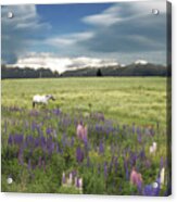 Spirit Pony In High Country Lupine Field Acrylic Print