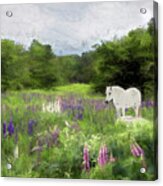 Spirit Pony In The Lupine Acrylic Print