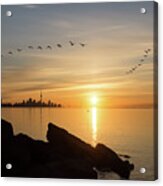 Splendid Sunrise With Birds - Toronto Skyline With Free Flying Cormorants Acrylic Print