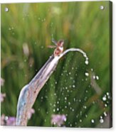 Splish Splash Hummingbird Acrylic Print