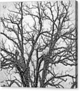 Spooky Tree In Black And White Acrylic Print