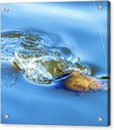 Sport Fishing Smallmouth Bass Acrylic Print